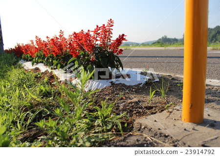 開花在路的花 開花在路的花 23914792