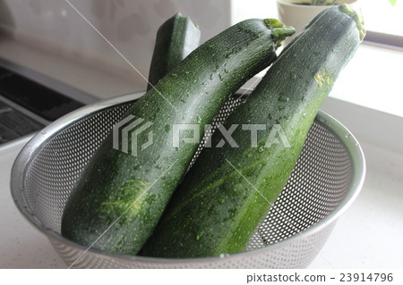 夏南瓜 夏南瓜 23914796