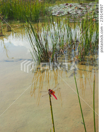 Landscape with red dragonfly 23914997