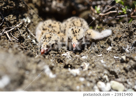 Eglo tern chicks 23915400