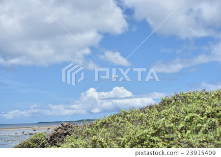 Flying blue sky Eriro terns 23915409