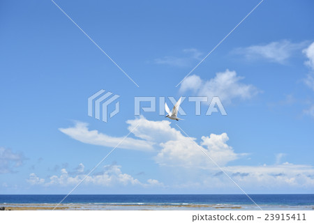 Blue sky to Eriro Tern 23915411