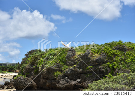 Flying blue sky Eriro terns Flying blue sky Eriro terns 23915413