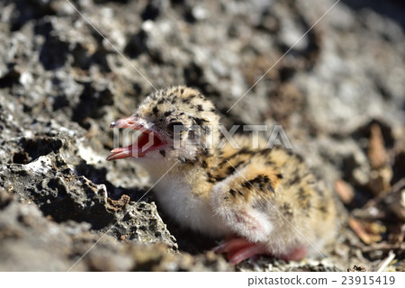 Eglo tern chicks 23915419