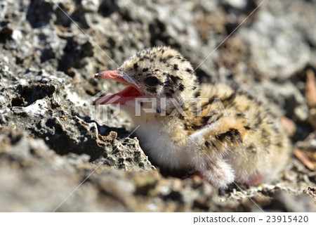 Eglo tern chicks 23915420