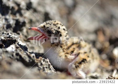 Eglo tern chicks 23915422