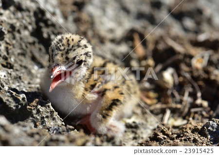 Eglo tern chicks 23915425