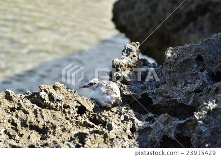 Young bird of Eriro Tern 23915429