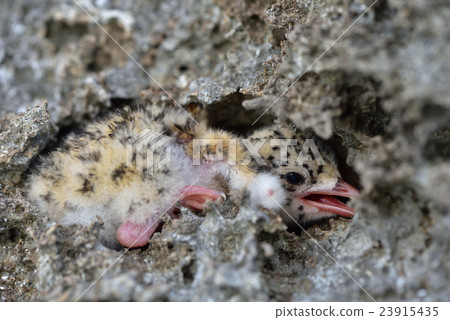 休息在岩石樹蔭下的二色燕鷗的小雞 休息在岩石樹蔭下的二色燕鷗的小雞 23915435