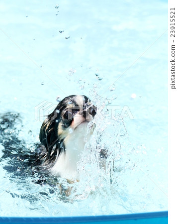 Pool play Chihuahua 23915521