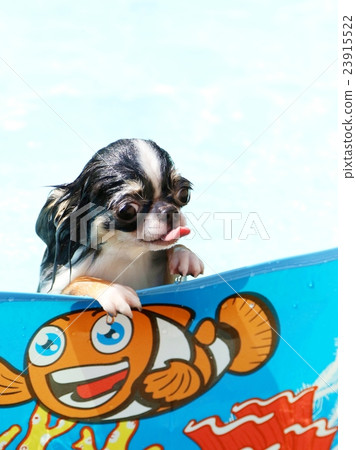 池玩吉娃娃 23915522