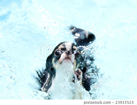 池玩吉娃娃 23915523