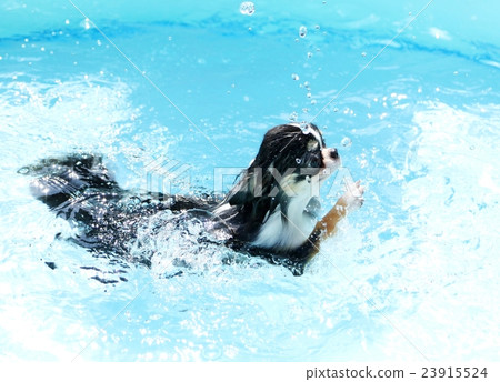 池玩吉娃娃 23915524