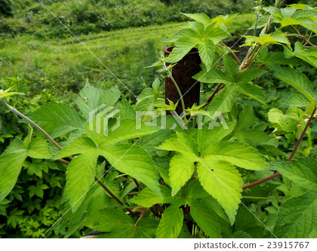 green leaf background 23915767