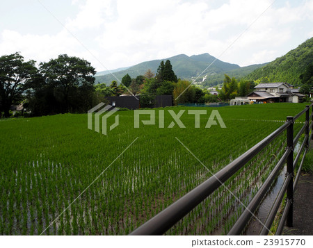 Rice field at mount Yufuin 23915770