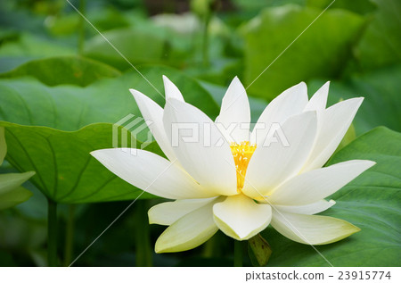 蓮花 23915774