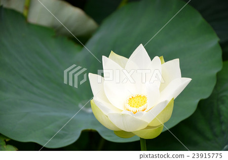蓮花 蓮花 23915775