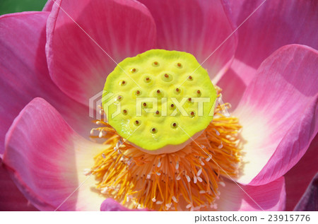 蓮花 蓮花 23915776