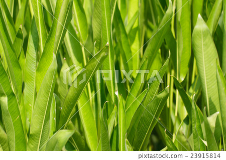 Canna Lily Leaf in Garden 23915814