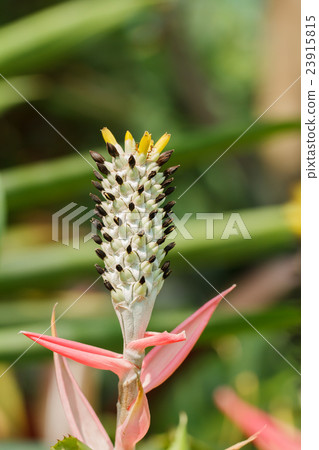 pineapple flower in the garden 23915815