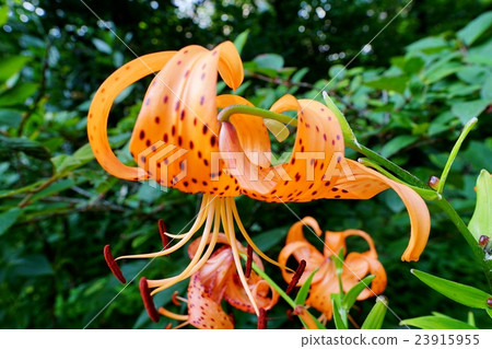 Onion lily and white bell fish 23915955