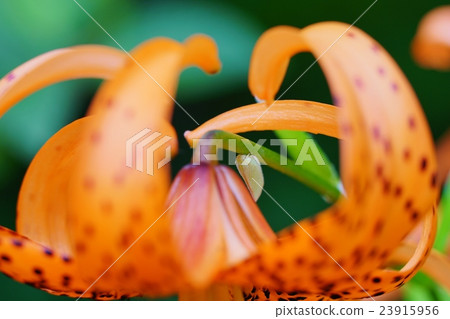 洋蔥百合和白色響鈴魚 23915956