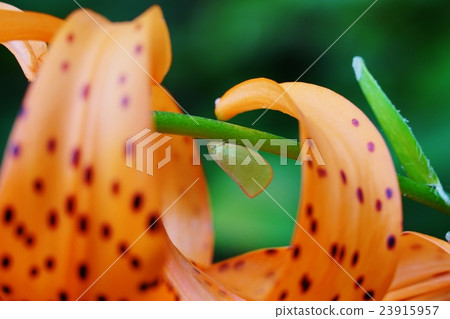 Aoi Bahagoromo 23915957