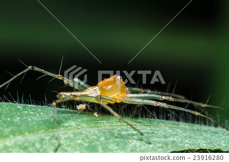 Jumping spider on green leaf 23916280