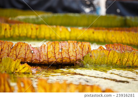 Victoria lotus leaf close up Victoria lotus leaf close up 23916281
