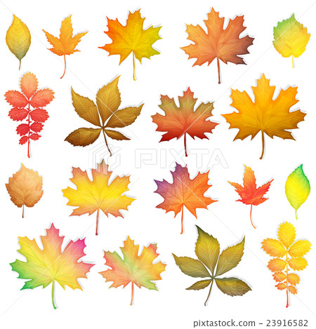 Colorful autumn leaves set on white background Colorful autumn leaves set on white background 23916582