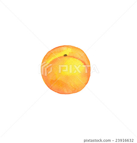 杏子 杏子 23916632