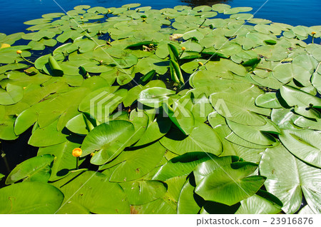 Yellow Water lily on river Yellow Water lily on river 23916876