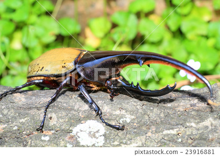 大力神甲蟲甲蟲 23916881
