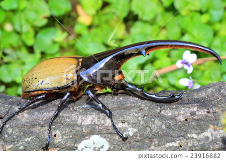 大力神甲蟲甲蟲 23916882