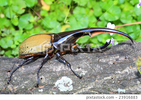 大力神甲蟲甲蟲 23916883