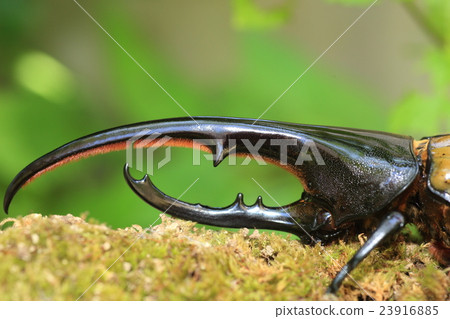 大力神甲蟲甲蟲 23916885