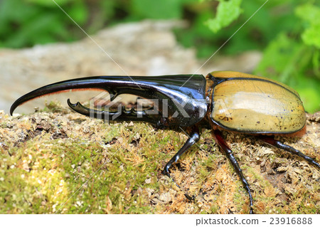大力神甲蟲甲蟲 23916888