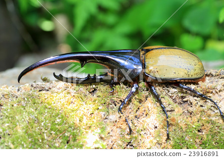 大力神甲蟲甲蟲 23916891