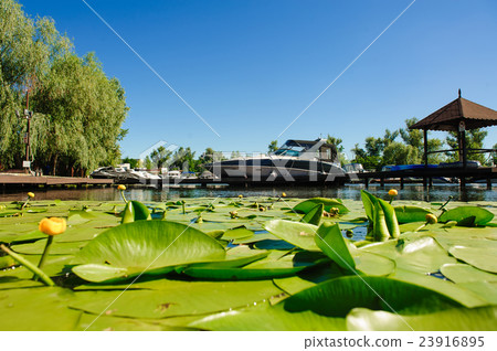 Yellow Water lily on river Yellow Water lily on river 23916895