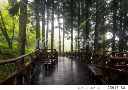 Alishan National Scenic Area Alishan National Scenic Area 23917480
