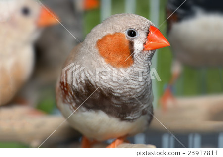 Zebra-finch bird in cage 23917811