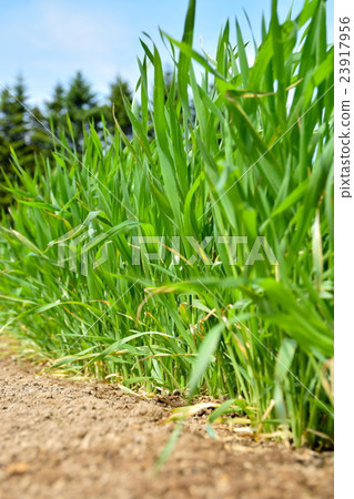 Spring wheat field 23917956