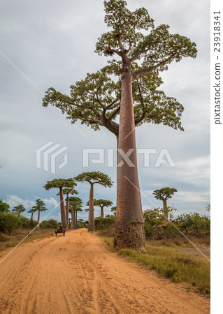 Giant Boabab trees of Madagascar 23918341