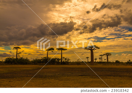 Sunset in Boabab avenue in Madagascar 23918342