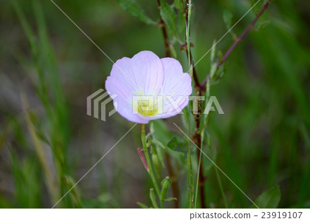 Hill saw pestle Hill saw pestle 23919107