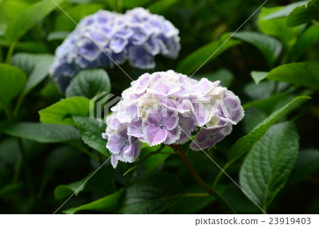 Murasaki Shikibu Murasaki Shikibu 23919403