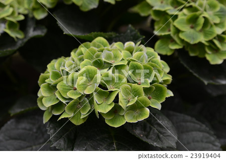 green hydrangea green hydrangea 23919404