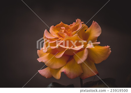 orange rose on a black background close-up filter 23919500