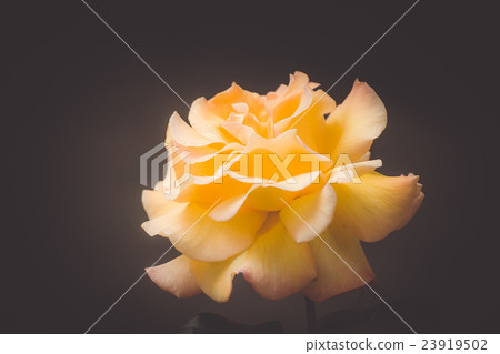 orange rose on a black background close-up filter 23919502