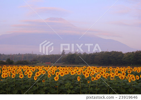 Flower City Park Sunflower and Mount Fuji Flower City Park Sunflower and Mount Fuji 23919646